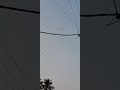 Crane Flying