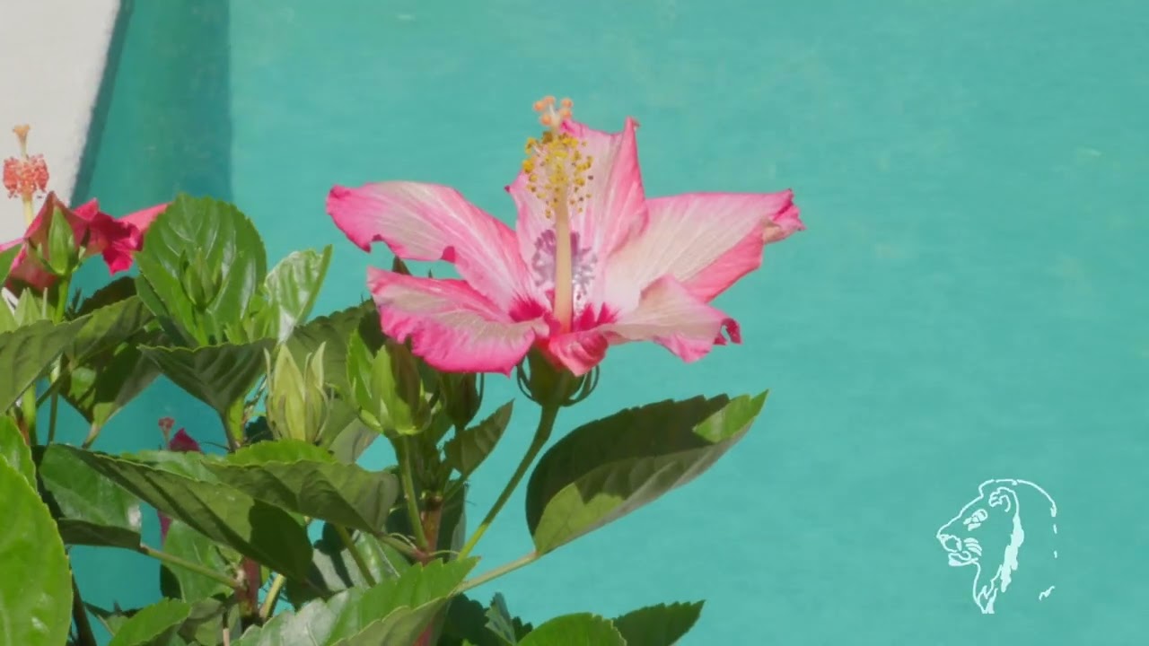 Luxury Estate on the Lake...This is the ONE!