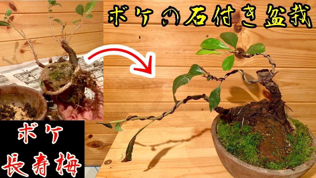 挿し木から作る ボケの石付き盆栽作り 長寿梅how To Create A Bonsai ミニ盆栽 吹き流し Cutting Youtube