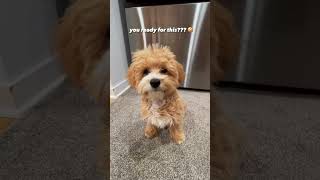 so you want a maltipoo?