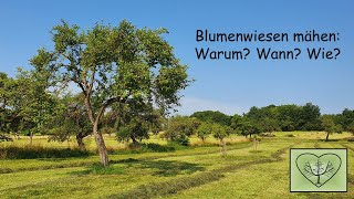 Blumenwiesen mähen: warum, wann und wie? EinHerzfürStreuobstwiesen