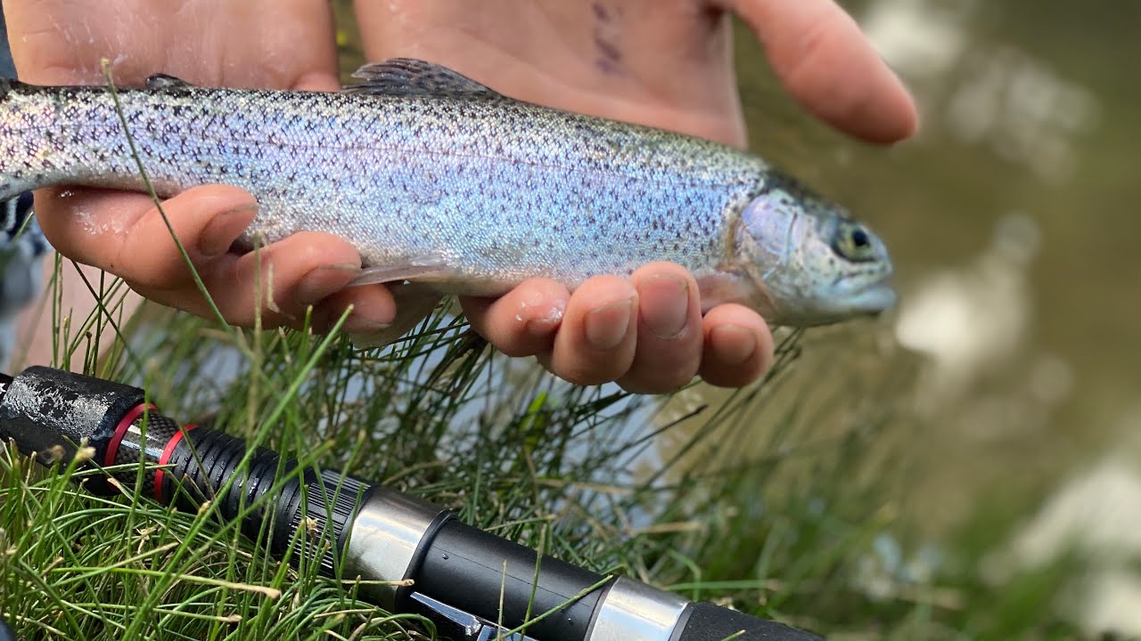 Trout fishing with light tackle YouTube
