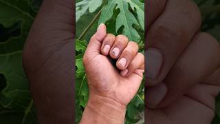 My Super Cool beetles 💖🪲💖#anyuniqueanimals #beetle #beautifulinsects