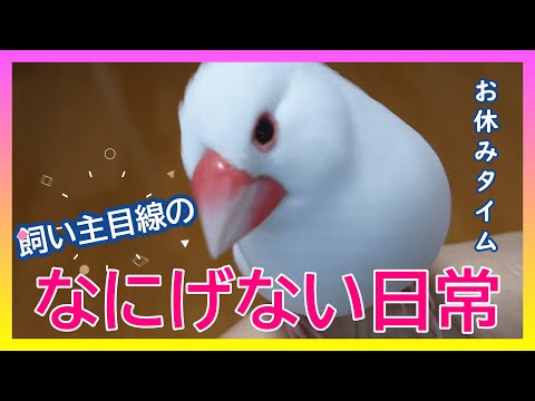 【文鳥3歳4か月⑦】なにげない日常のひとコマ オネムになると寄ってくる3代目文鳥ピーちゃん 癒し系動物 Java sparrow