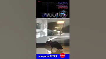 как видят крысы#short
