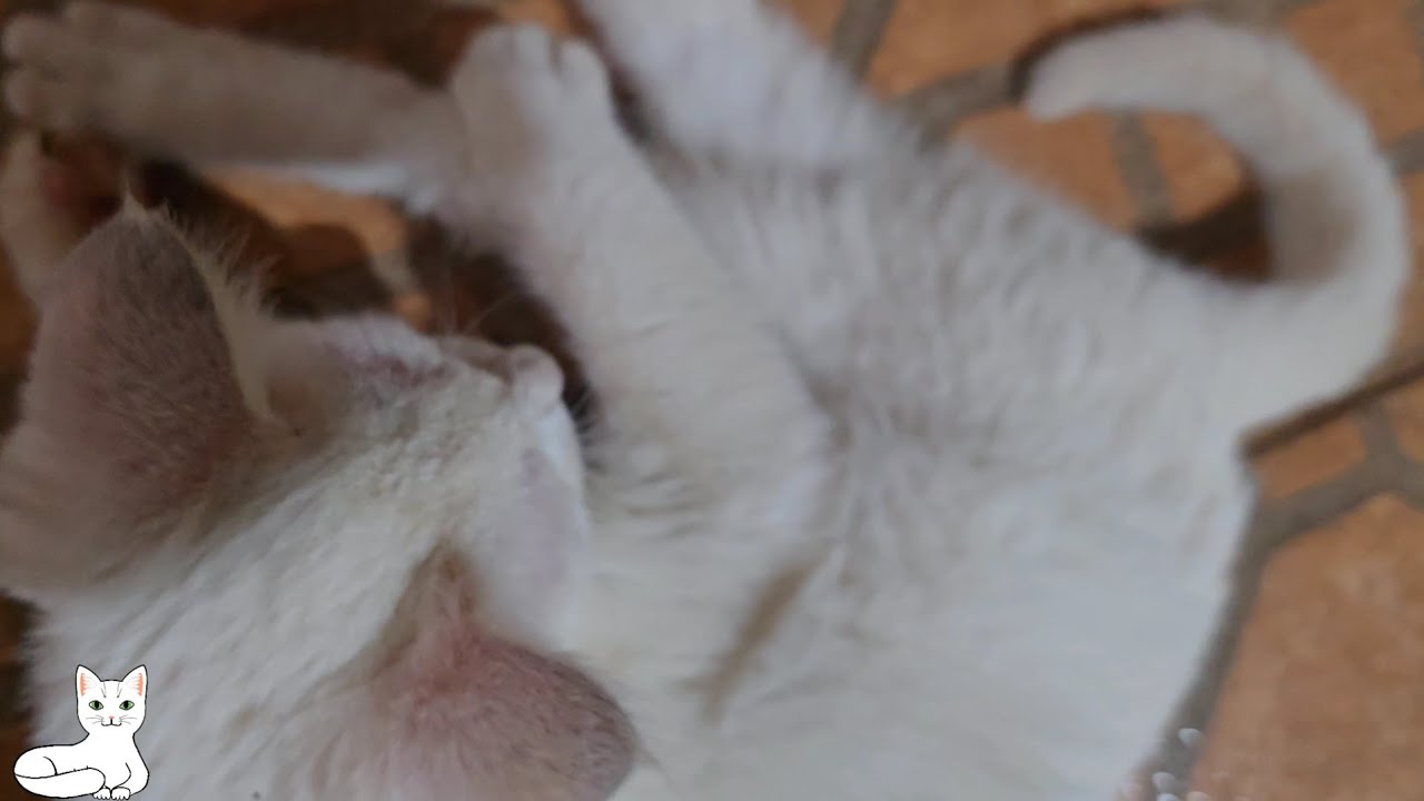 Momentos de alegria com Mel. 7/01/26