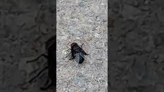 LA MOSCA MÁS GRANDE DEL 🌎🪰 #nature