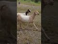 A Simple Farming Guide4 #goathusbandry #goat #whitegoat