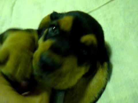 ブラック＆タンカラーのバセットハウンド子犬 Bassethound puppy