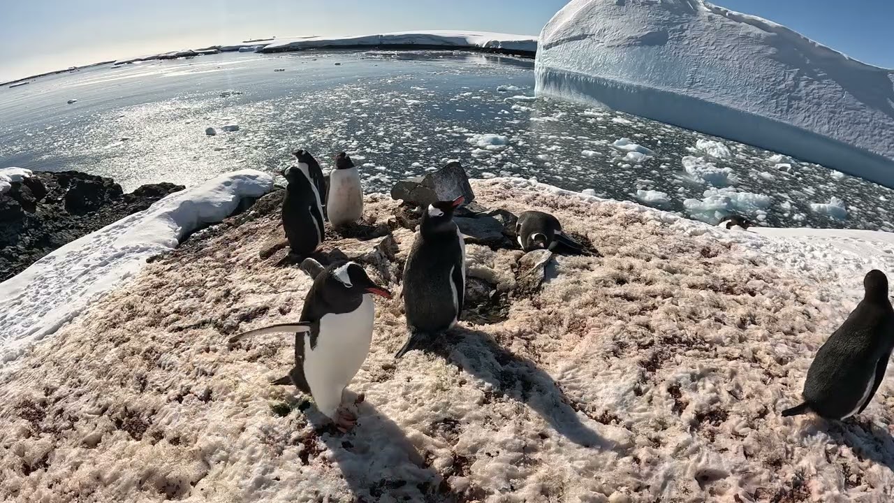 Penguin Reality: Love, Drama & Rock Battles in Antarctica!