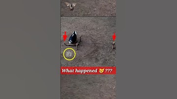 pigeon trap | bird trap compilations #shorts #youtubeshorts #ytshorts