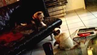 Playing Cat And Dog Katze Animiert Hund Zum Spielen Ragdoll Terrier