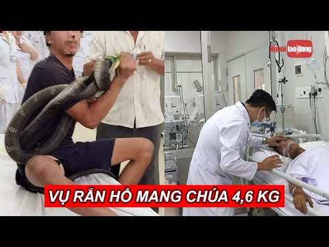 Video Nọc độc rắn hổ mang chúa 4,6 kg ở núi Bà Đen đã tấn... - youtube
