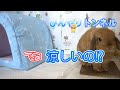 うさぎ用　ひんやりトンネルの紹介です