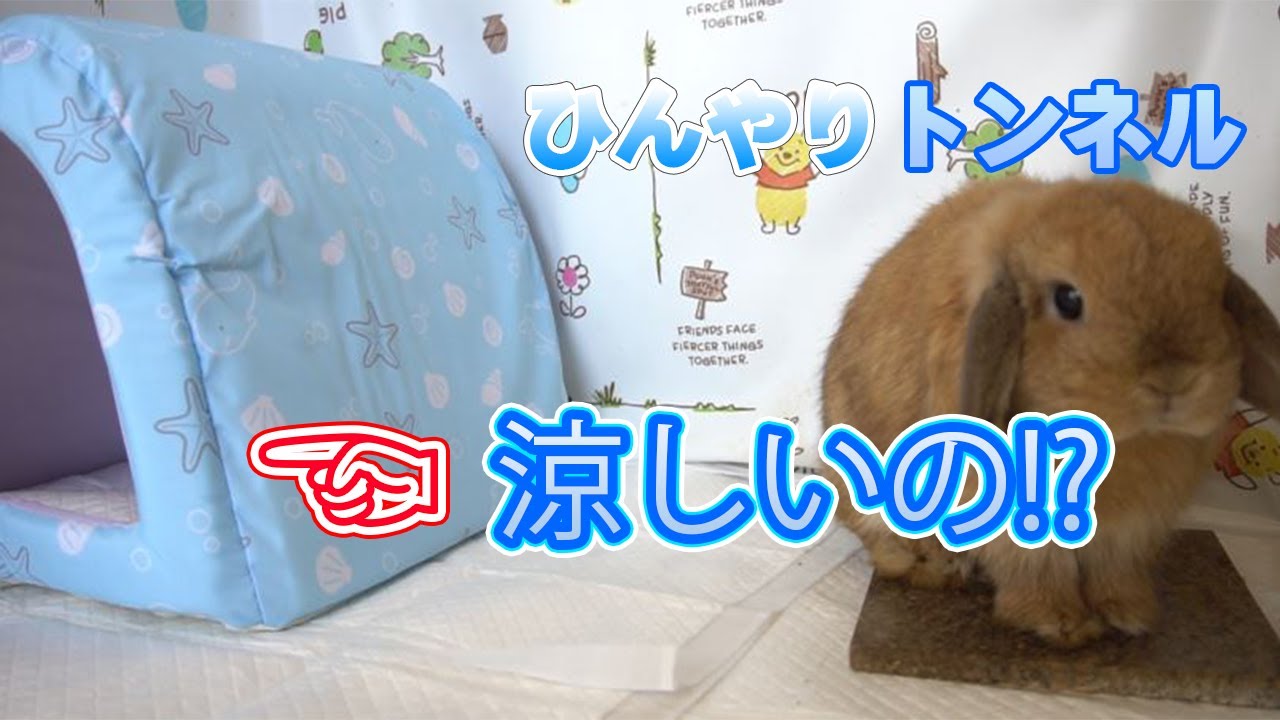うさぎ用 ひんやりトンネルの紹介です Youtube