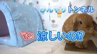 うさぎ用　ひんやりトンネルの紹介です