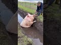 Farm Camera Captures Pig Trapped in Ditch… Then This Happens
