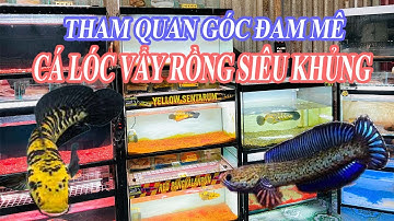 KHÁM PHÁ GÓC ĐAM MÊ CÁ LÓC VẨY RỒNG SIÊU KHỦNG  #short #channa