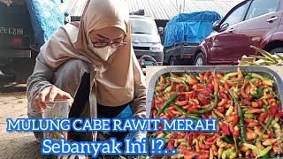 Download Lagu Mulung Cabe Rawit Merah || Masak Hasil Mulung ⁉️ MP3 Download Lagu Mulung Cabe Rawit Merah || Masak Hasil Mulung ⁉️ MP3