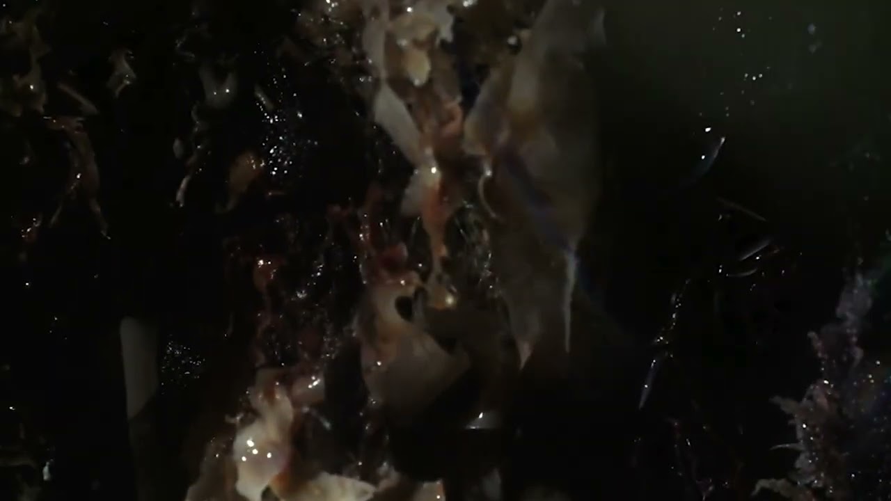 Stuck in my skin BajoNube Luxsie