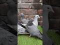Giribaz pigeon baby #pigeon #shorts #kabutar #viral