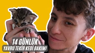 14 GÜNLÜK YAVRU TEKİR KEDİ BAKIMI