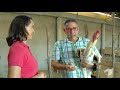 Avicultores investem na criação de galinhas gigantes