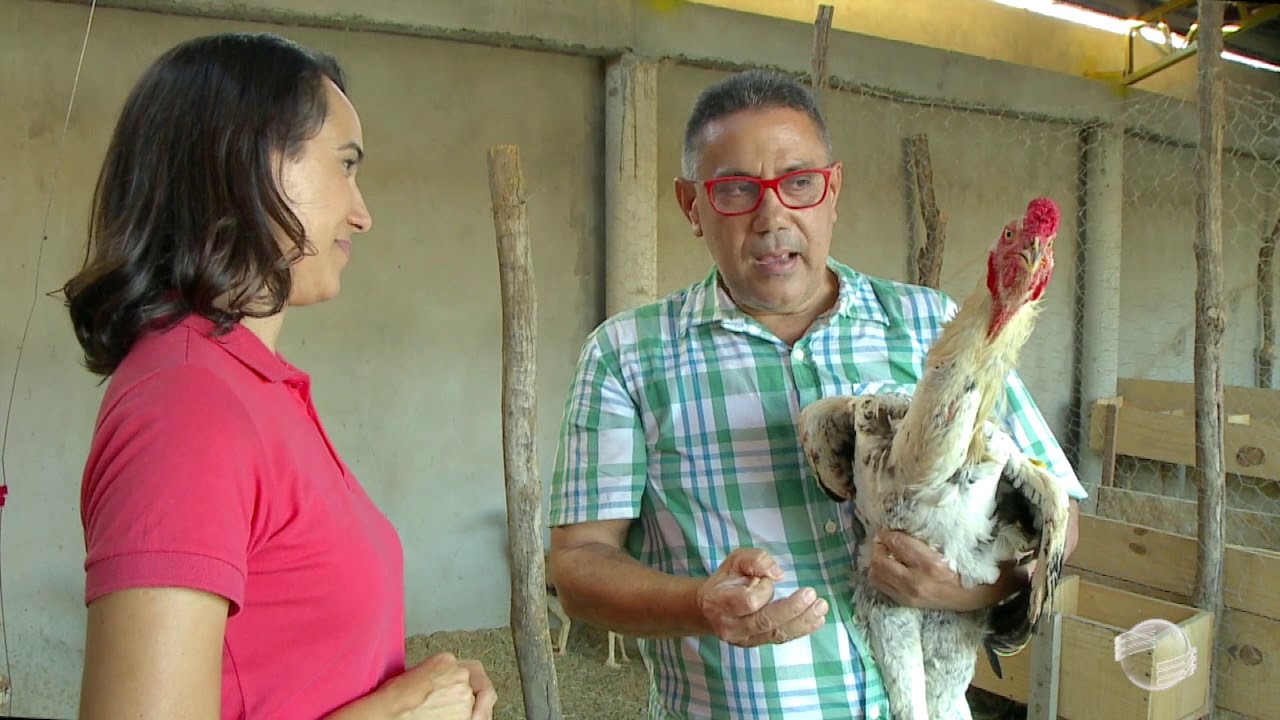 Avicultores investem na criação de galinhas gigantes