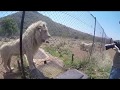 Feeding the White Lions at Lion & Safari Park - Johannesburg