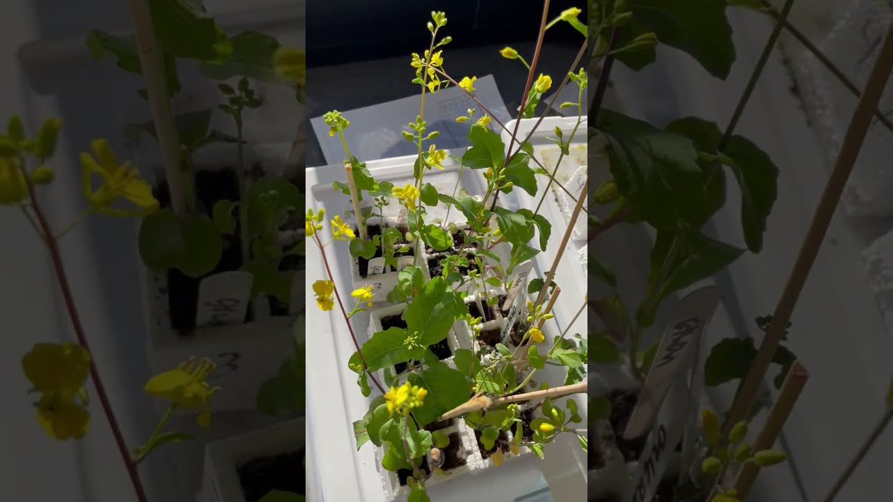 Arctic Freeze Update From The Form I Lab