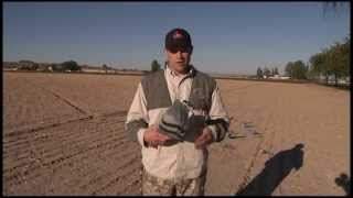 Soar No More Pigeon Shell Decoy