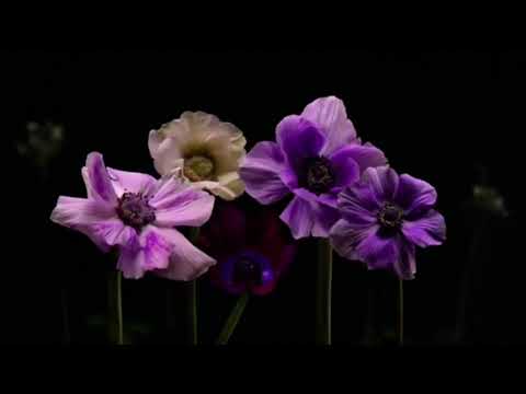 Flowers Firework (feu d'artifice fleurs)