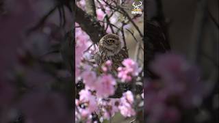 من أروع لقطات البرية المغربية #birds #wildlife #moroccowild #animals