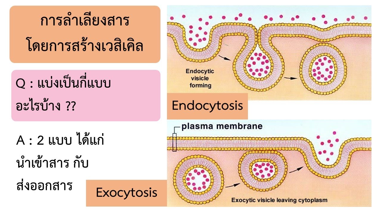 Membrane Transport EP. 3 | Vesicle | วิทยาศาสตร์​ชีวภาพ​ | Anchan__