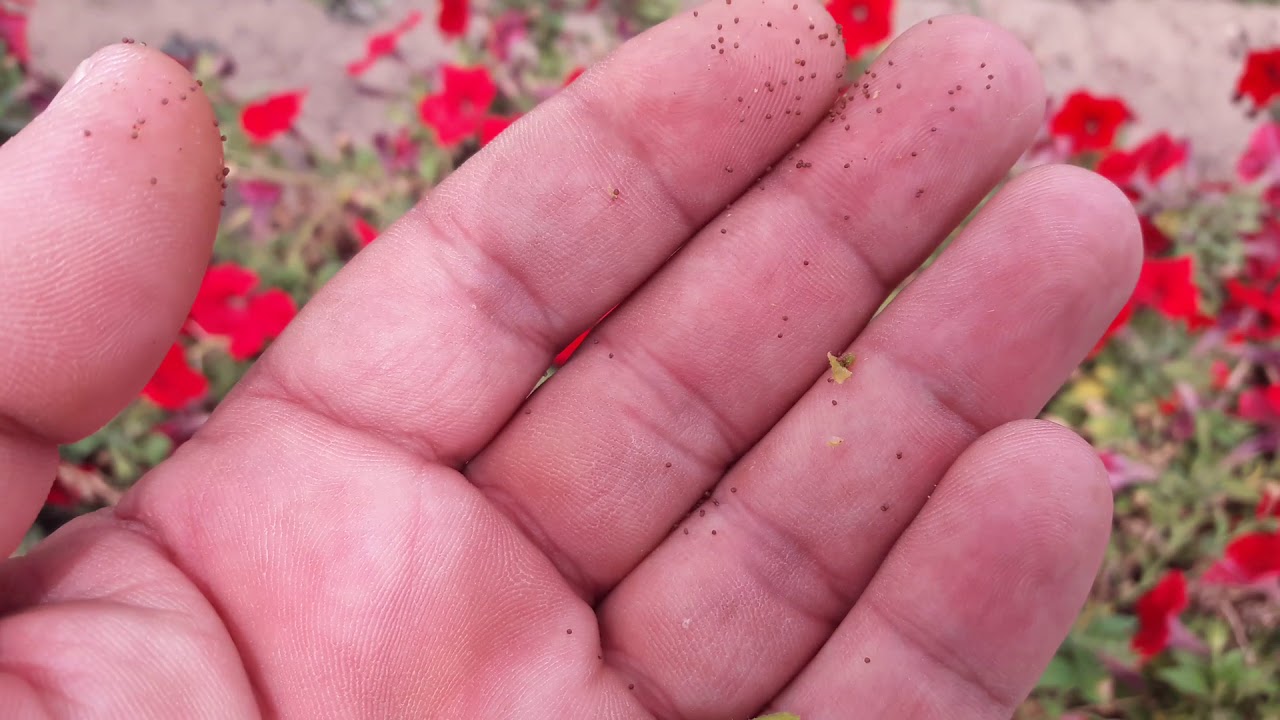 كيفية تجميع بذور البيتونيا