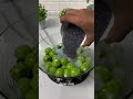 MINUMAN SEGAR #cooking #masakanrumahan #shorts #culinary #kuliner #dessert #asmr #food #video #share