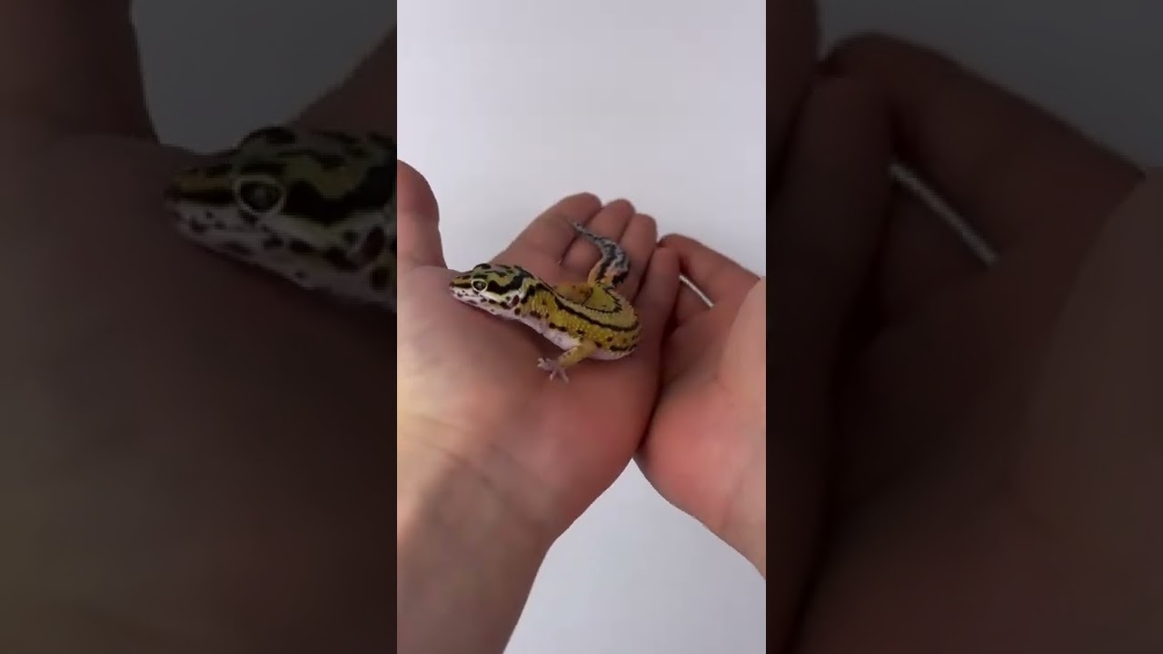 Leopard gecko hobby never ends.. colors, patterns, personalities. I can’t stop 😅❤️