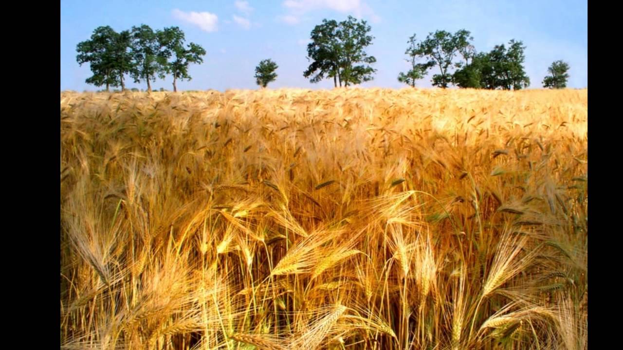 Ой жито жито. Золотая Нива рожь. Пшеничное поле. Рожь поспела. Поле рожь.