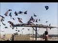 تخريج مو طبيعي فرخات طيور حمر الجناي امجد ابوباقر الجمالي