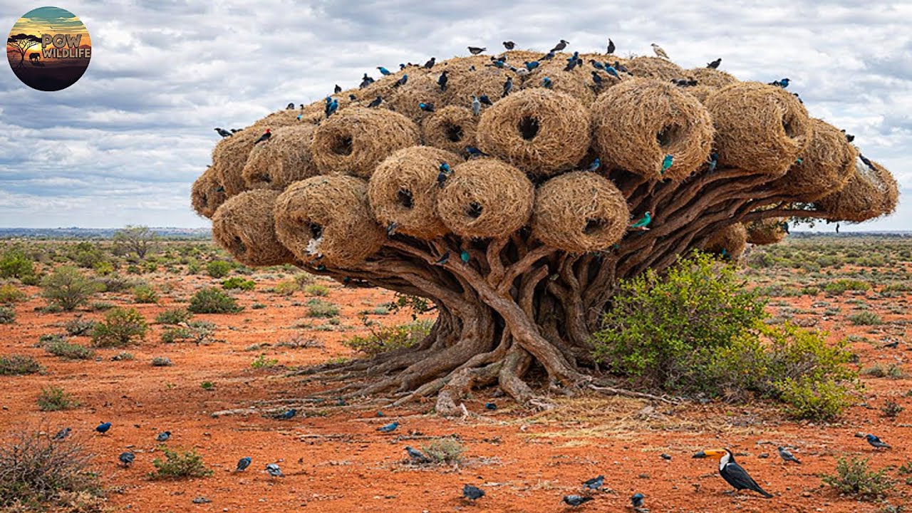 Thế Giới Hoang Dã – Những Công Trình Kỳ Diệu Do Động Vật Tạo Ra | POW – Thế Giới Động Vật