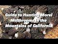 Guide to Hunting Morel Mushrooms in the Mountains of California