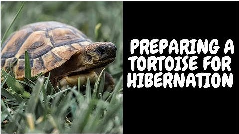 Preparing A Tortoise For Hibernation