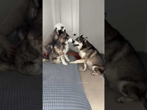 Dogs Meet Fake Dogs!😱 #shorts #ytshorts
