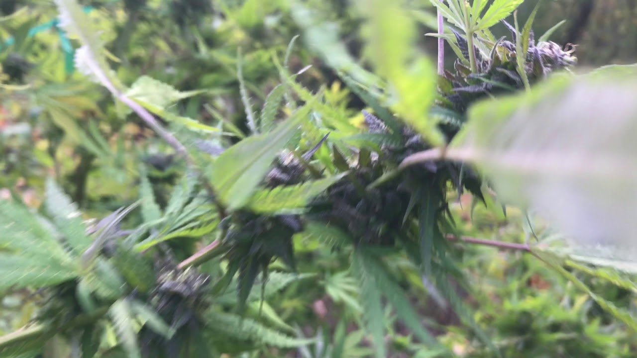 2018 Crop King Seeds  Cannabis Outdoor PURPLE KUSH Season Done