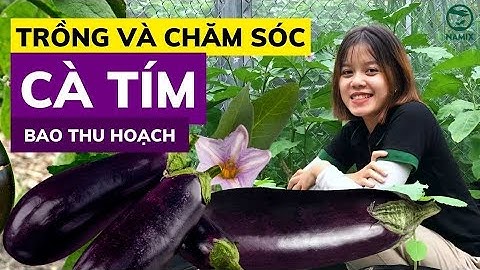 Trồng và chăm sóc cà tím từ A đến Z
