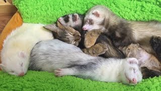 TOP 5 best video about ferrets. The ferret and a cat.