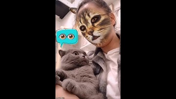 Troll mèo cực dễ thương- Troll cats 😂😂, Những chú mèo tội nghiệp và đáng yêu.