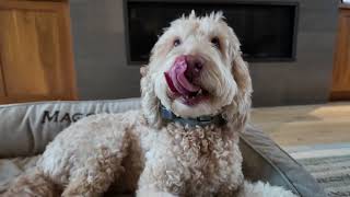 DJI Pocket 3 test: labradoodles