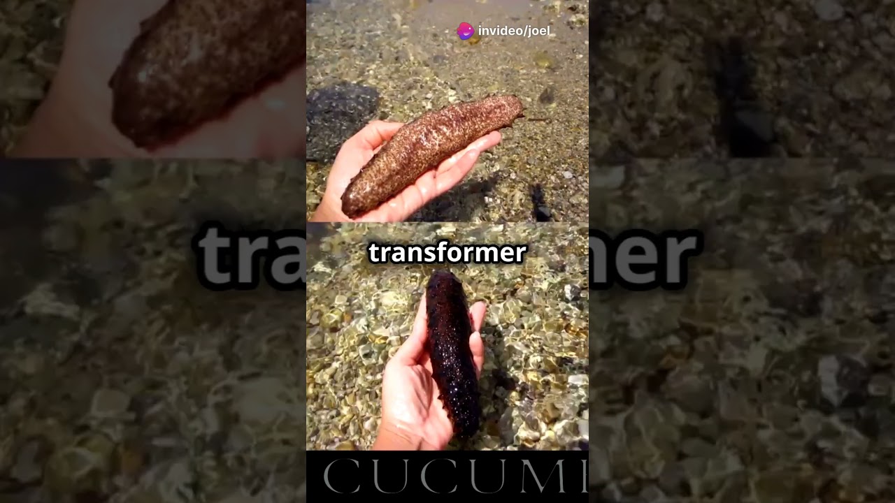 Les secrets fascinants des holothuries!