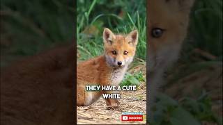 What is a baby fox called 🦊 #fox #foxfact #foxbaby #babyanimals #foxkit #educational #animalfact